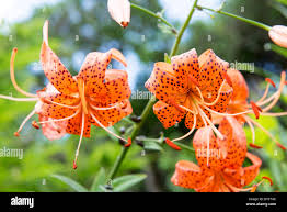 Attēlu rezultāti vaicājumam “Lilium lancifolium flower”