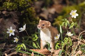 Attēlu rezultāti vaicājumam “Mustela nivalis”