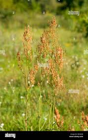 Attēlu rezultāti vaicājumam “Rumex thyrsiflorus”