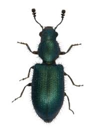 Attēlu rezultāti vaicājumam “Necrobia violacea”