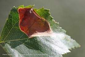 Attēlu rezultāti vaicājumam “Lyonetia prunifoliella”