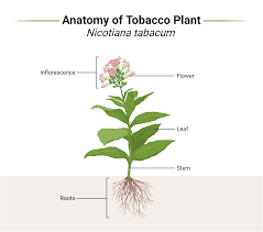 Attēlu rezultāti vaicājumam “Nicotiana tabacum leaf”