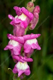 Attēlu rezultāti vaicājumam “Antirrhinum majus”