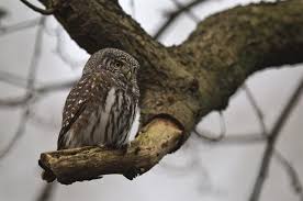 Attēlu rezultāti vaicājumam “Glaucidium passerinum”