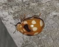 Attēlu rezultāti vaicājumam “Calvia decemguttata”