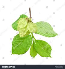 Attēlu rezultāti vaicājumam “Ulmus glabra leaf”