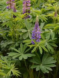 Image result for Lupinus polyphyllus Lindl.