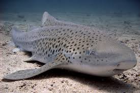 Image result for Stegostoma tigrinum