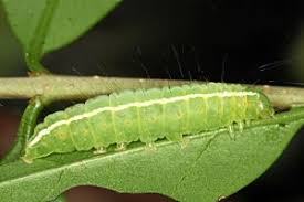 Attēlu rezultāti vaicājumam “Craniophora ligustri imago”