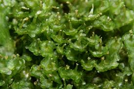 Attēlu rezultāti vaicājumam “Heyderia pusilla”