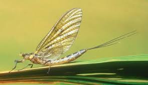 Attēlu rezultāti vaicājumam “Ephemera sp.”