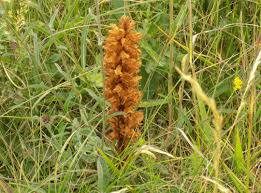 Attēlu rezultāti vaicājumam “Orobanche elatior bud”