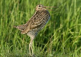 Image result for Gallinago media