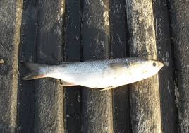 Image result for Liza ramada