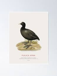 Attēlu rezultāti vaicājumam “Fulica atra”