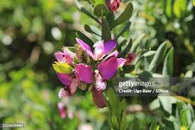 Attēlu rezultāti vaicājumam “Polygalaceae”