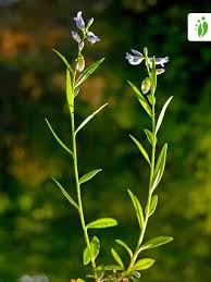 Attēlu rezultāti vaicājumam “Polygala amarella”