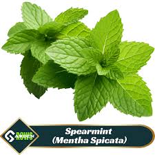 Attēlu rezultāti vaicājumam “Mentha spicata”