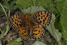 Attēlu rezultāti vaicājumam “Argynnis niobe”