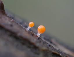 Attēlu rezultāti vaicājumam “Hemitrichia decipiens young”