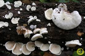 Attēlu rezultāti vaicājumam “Crepidotus versutus”