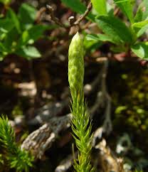 Attēlu rezultāti vaicājumam “Lycopodium dubium”