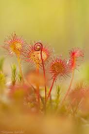 Attēlu rezultāti vaicājumam “Drosera rotundifolia flower”