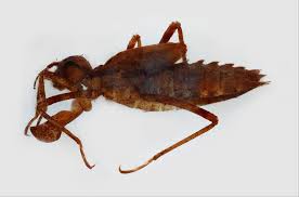 Attēlu rezultāti vaicājumam “Cordulidae”