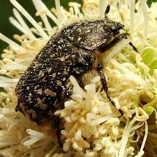 Attēlu rezultāti vaicājumam “Oxythyrea funesta”