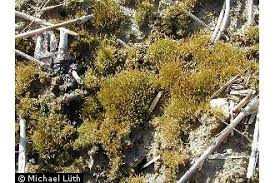 Attēlu rezultāti vaicājumam “Physcomitrium pyriforme”