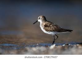 Attēlu rezultāti vaicājumam “Calidris minuta”