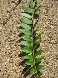 Attēlu rezultāti vaicājumam “Gleditsia triacanthos bud”