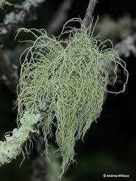 Attēlu rezultāti vaicājumam “Usnea subfloridana”