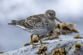 Attēlu rezultāti vaicājumam “Calidris maritima”