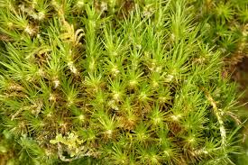 Attēlu rezultāti vaicājumam “Dicranum viride”