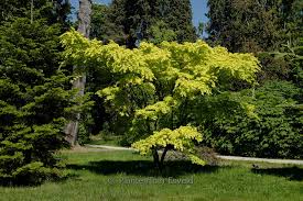 Image result for Acer palmatum `Orange Dream`