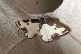 Attēlu rezultāti vaicājumam “Lomaspilis marginata”