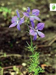 Image result for Consolida ajacis oder Consolida regalis