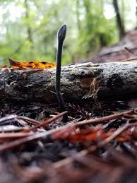 Attēlu rezultāti vaicājumam “Hypomyces armeniacus”