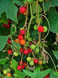 Attēlu rezultāti vaicājumam “Bryonia alba”