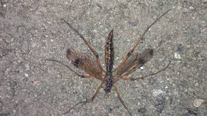 Attēlu rezultāti vaicājumam “Dictenidia bimaculata”