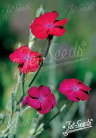 Image result for Lychnis coronaria