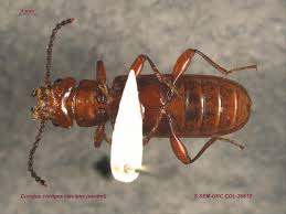 Attēlu rezultāti vaicājumam “Cucujidae”