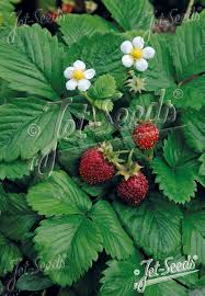 Attēlu rezultāti vaicājumam “Fragaria vesca fruit”