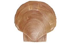 Image result for Placopecten magellanicus