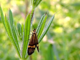 Attēlu rezultāti vaicājumam “Heteromurus nitidus”