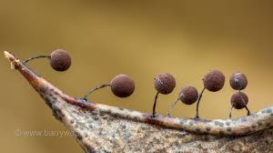 Attēlu rezultāti vaicājumam “Collaria rubens spores”