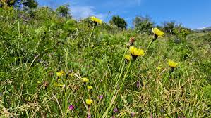 Attēlu rezultāti vaicājumam “Hypochaeris maculata”