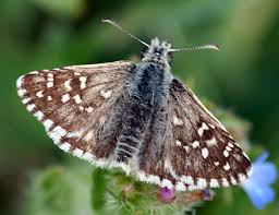 Attēlu rezultāti vaicājumam “Pyrgus serratulae”