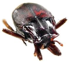 Attēlu rezultāti vaicājumam “Histeridae”